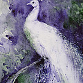 White Peacock