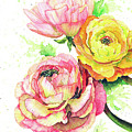 Ranunculus Flowers